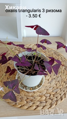Оксалис Oxalis triangularis, снимка 3 - Стайни растения - 55170730