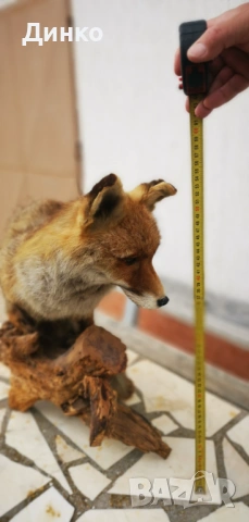 Препариран лисугер , снимка 5 - Други - 54149379