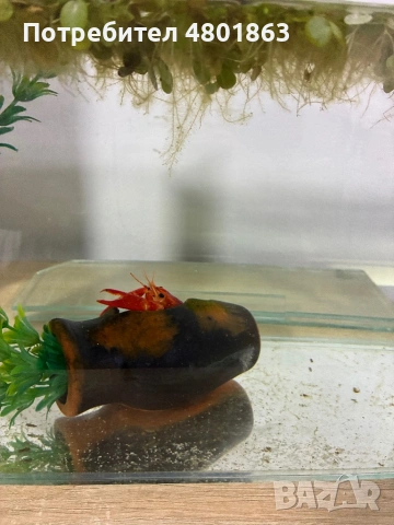 2бр оборудвани и готови аквариума !!!, снимка 9 - Аквариуми - 54359633