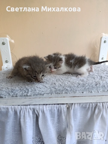 Подарявам две малки котенца , снимка 8 - Други - 54750808