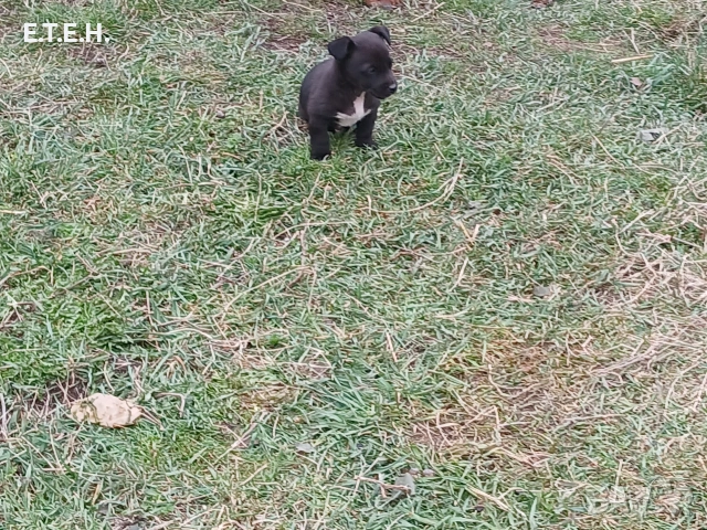 Малки мини пинчери .