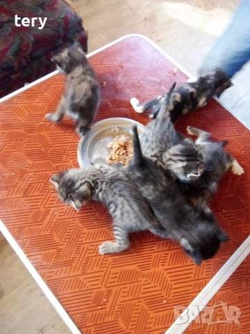 Продавам полуперсичета бебета Варна , снимка 5 - Персийска - 54323825