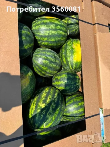 Продаваме диня на едро - сорт: РОМАНЗА ; тел. 0878744855, снимка 7 - Други услуги - 55390564