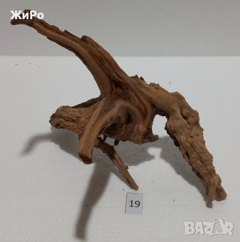 Корен от Азалия /декорация/ 19, снимка 2 - Други - 54093373