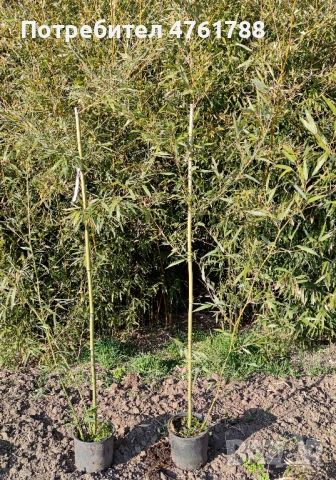 Студоустойчиви бамбуци Fargesia, Phyllostachys, Semiarundinaria, снимка 3 - Градински цветя и растения - 54077874