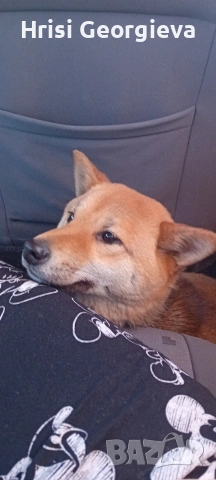 ЖЕНСКА ТЪРСИ ПАРТНЬОР ЗА РАЗПОЛОД, снимка 3 - Търси партньор - 54010721