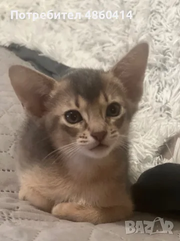Абисинско котенце , снимка 5 - Други - 54957358