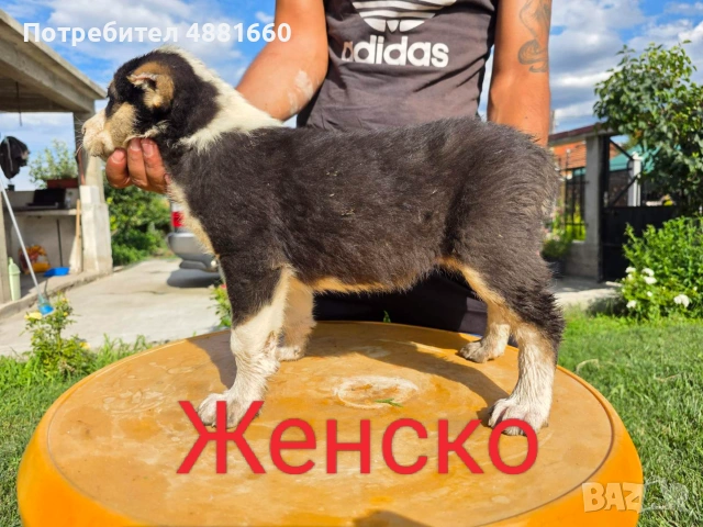 Кутрета Чистокръвни Алабай