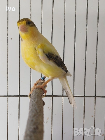 мъжко канарче Орфей, канар