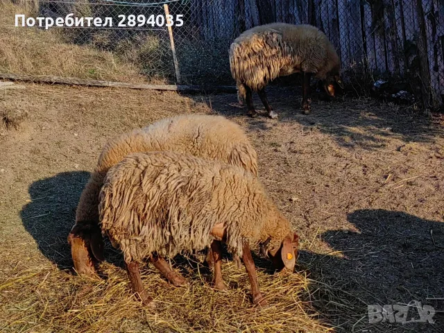 свободно цялото стадо , снимка 10 - Овце - 55697810