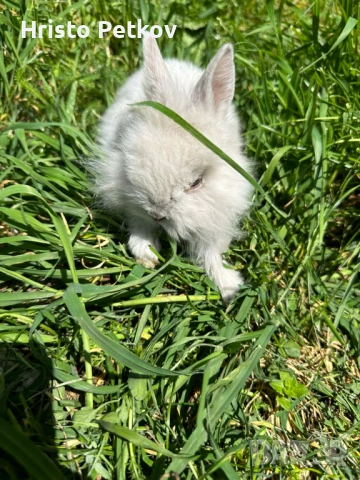 Просавам Декоративни Зайчета , снимка 6 - Други - 54243966