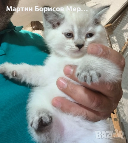 британски късокосмести