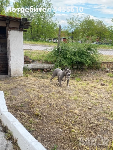 Американски були ХЛ    +359892374143, снимка 4 - Питбул - 54399118