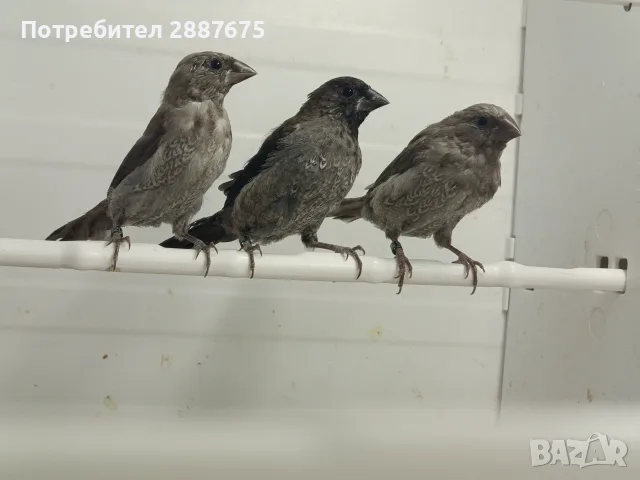 Люспогърди амадини