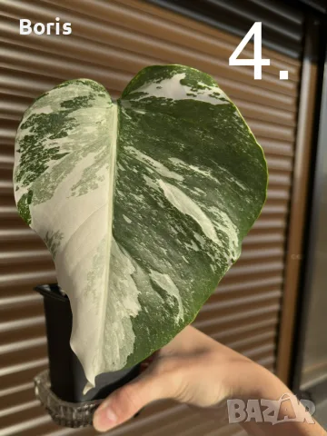Monstera Albo Variegata (Монстера Албо Вариегата), снимка 6 - Стайни растения - 54804626