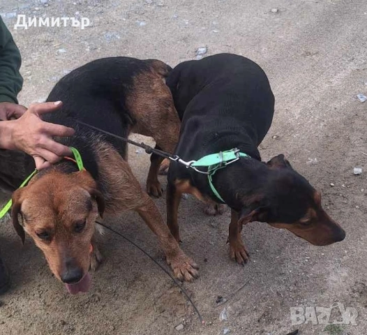 Кьосе барак на 11 месеца, снимка 3 - Гонче - 54991055