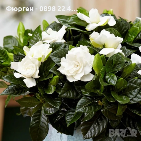 Гардения / Gardenia “Jasminoides”, снимка 4 - Разсади - 55017161