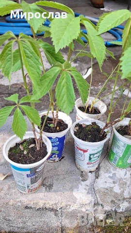 Продавам растения Дива лоза (Parthenocissus quinquefolia), снимка 5 - Градински цветя и растения - 45382708