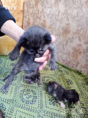 Продавам полуперсичета родени на 1. 04, снимка 3 - Персийска - 54232587