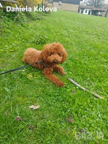 Пудел за разплод