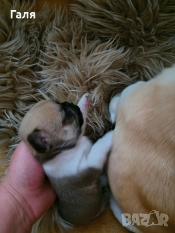 чихуахуа , снимка 2 - Чихуахуа - 54324595