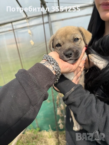 Подаряват се , снимка 6 - Други - 54173017