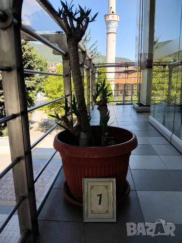 Продавам палма Юка / Yucca, 15 годишна, 1.2 м. височина, 5 стъбла, саксия Ф 45, снимка 2 - Градински цветя и растения - 55570085