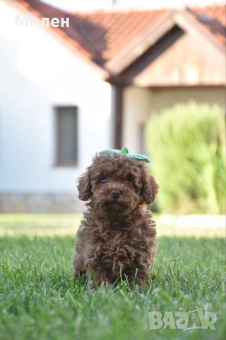 Той пудел Toy poodle, снимка 15 - Пудели - 55006000
