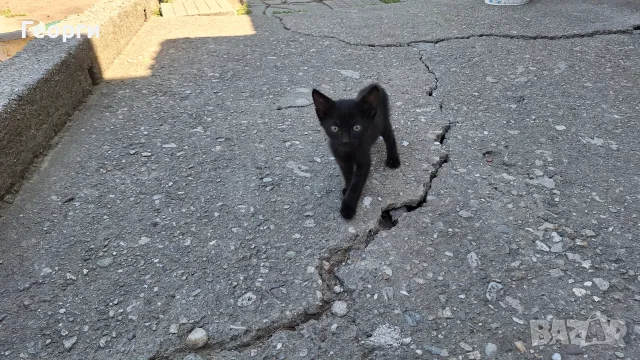 Подарявам котенца, снимка 12 - За котки - 55484335