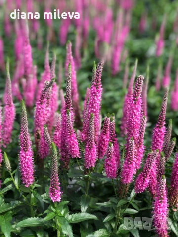 Розова Вероника, Veronica spicata ‘Anniversary Rose’