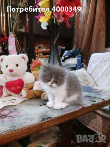 Продавам персийски женски котета, снимка 12 - Персийска - 54386975
