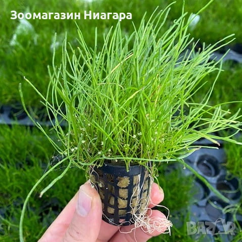 аквариумно растение lilaeopsis new zealand