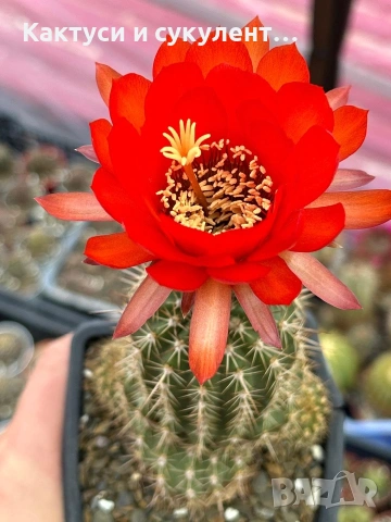 Кактуси Lobivia Grandiflora червен цвят, снимка 2 - Градински цветя и растения - 54663420