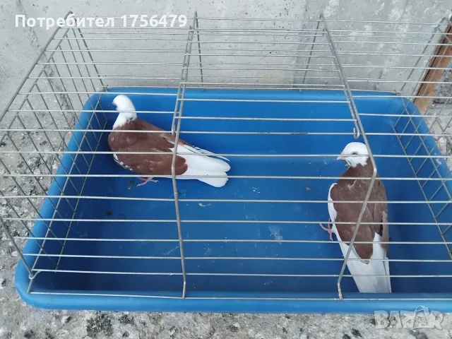 Белослатински червени , снимка 4 - Гълъби - 55319138
