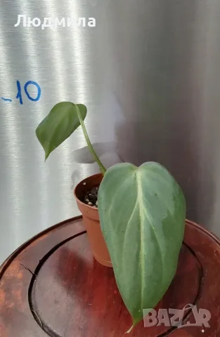 Филодендрон 'Глориозум Зебра' / Philodendron gloriosum zebra, снимка 9 - Стайни растения - 55607037