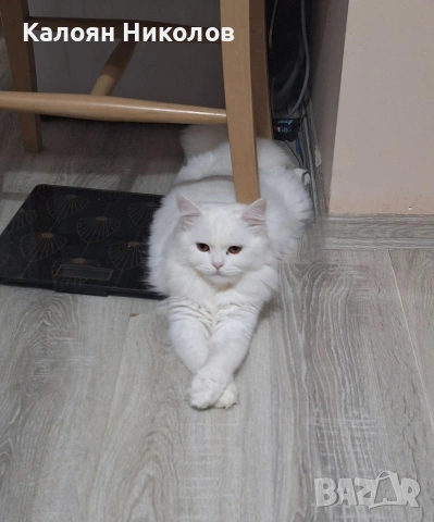 Бяла персийска котка, снимка 2 - Персийска - 54661326