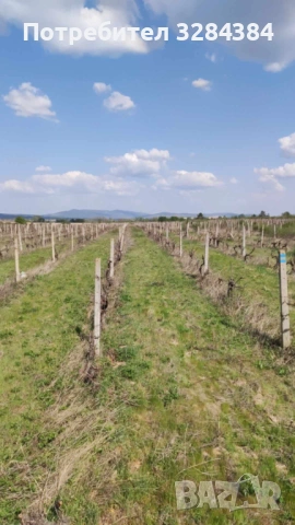 Продавам лозя в землището на с.Славянци 