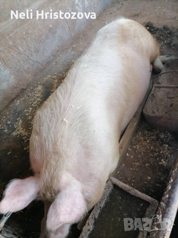 Продавам свиня майка