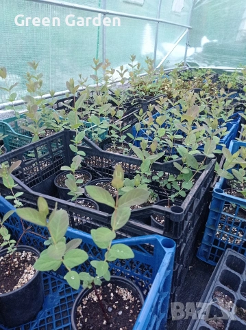 Лоницера Ленинградски гигант , снимка 3 - Градински цветя и растения - 54347048