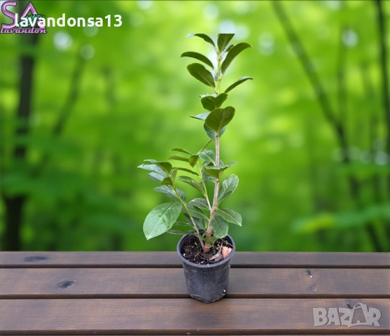 Лавровишна – Вечнозелен Храст за Жив Плет | В Контейнери, снимка 4 - Градински цветя и растения - 42641155