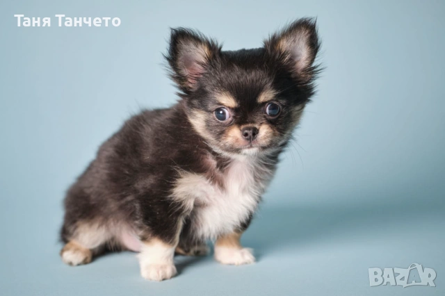 Чихуахуа Възможност за доставка , снимка 6 - Чихуахуа - 53994420