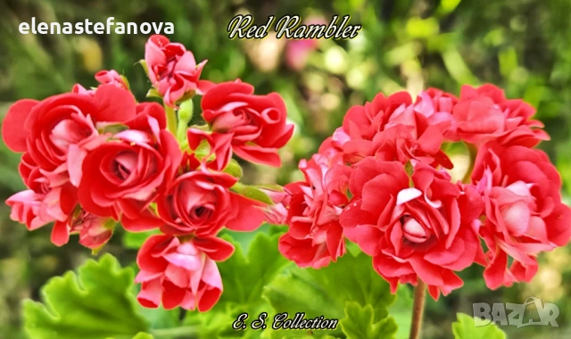 Три големи сортови мушката, растения-майки, снимка 5 - Стайни растения - 54020513