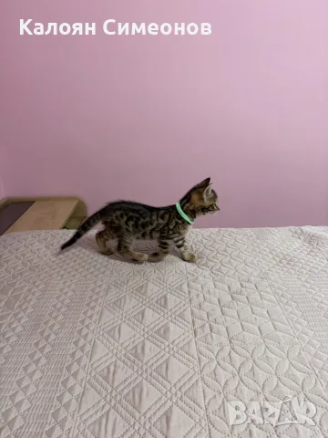 Бенгалски котета, снимка 9 - Бенгалски - 54357737