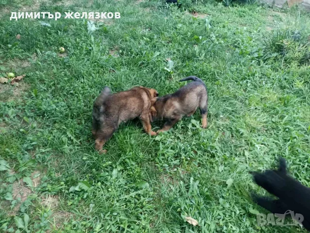немско - белгийска овчарка , снимка 17 - Белгийска овчарка - 55269957