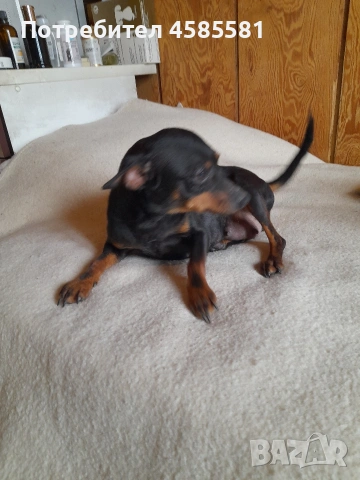 Сърнисти пинери, снимка 5 - Пинчер - 52995417