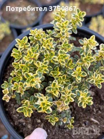 🌸🌿 💜 Мащерка / Timo limone variegato imp. , снимка 2 - Градински цветя и растения - 54380530