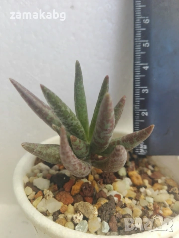 Адромисхус (Adromischus filicaulis subs filicaulis)
