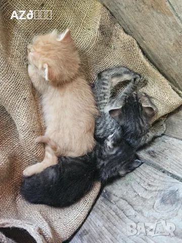 4 малки котенца, снимка 4 - Други - 55335479