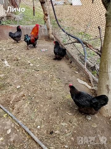 кокошки черен меден маран , снимка 3 - Кокошки и пуйки - 54310700