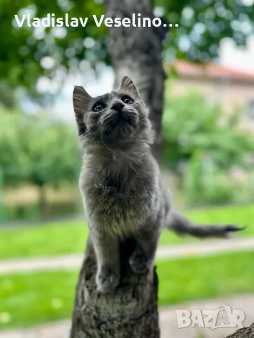 Mein Coon Мейн Кун, снимка 6 - Мейн кун - 55316999